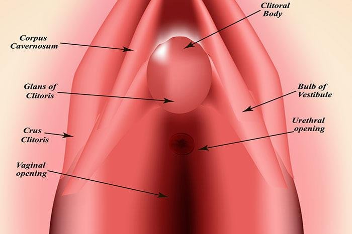 Imperforate Hymen with Haematocolpos